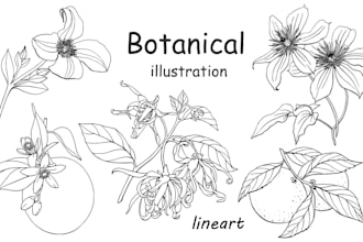 draw vector botanical illustrations of plants, fruits