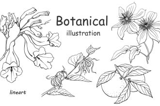 draw vector botanical illustrations of plants, fruits