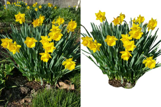 cut out photos background transparent