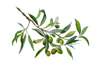 draw watercolor botanical illustrations for you