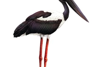 provide you realistic animal digital painting in high resolution