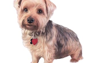 make a portrait of your pets