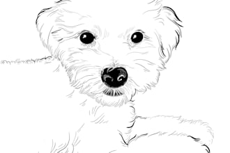 make realistic pet potrait and line art