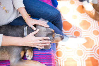 send strong white light energy healing for your pet