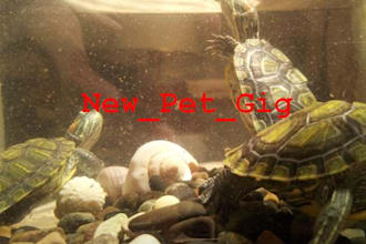 have my turtle pet perform happy birthday video