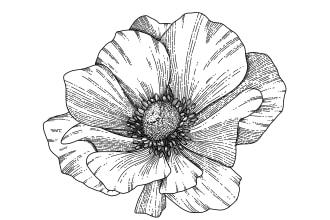 draw gorgeous detailed line drawings of all things florals