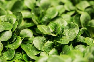 write organic farming and gardening articles
