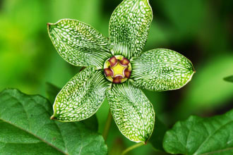 write articles on kitchen gardening