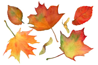 create hand drawn botanical watercolor illustrations for you