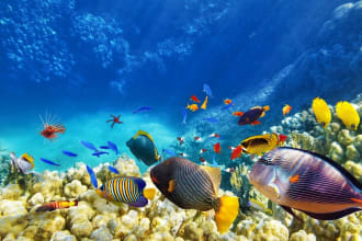 write informative and factual marine science articles and blogs