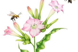 do realistic botanical illustration