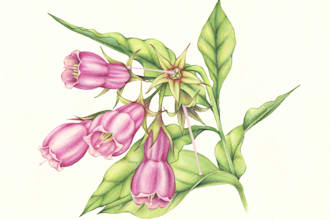 hand paint botanical illustrations