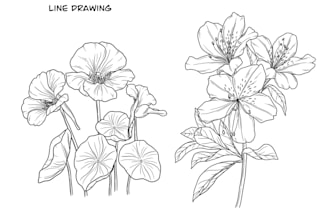 hand draw botanical  illustration line art of plants, flowers