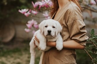shoot product photography with a dog labrador