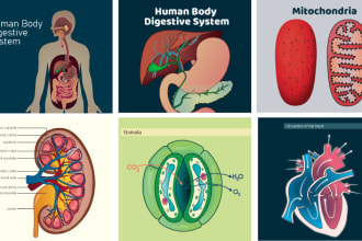 design scientific, medical, educational illustration for you