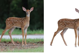 remove photo backgrounds, add objects, remove objects