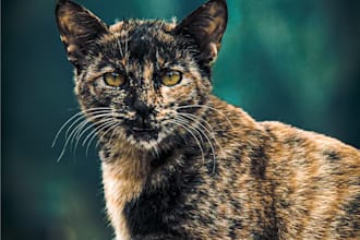 colour grade and do adjustments to your photographs