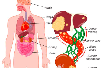 draw digital coloured anatomy and medical illustrations