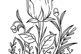 illustrate coloring book pages for kids and adults