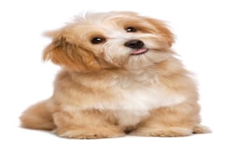 formulate pet dog cat food and supplement products