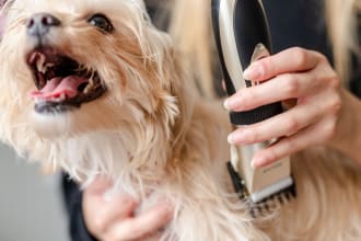 do product photography with pets