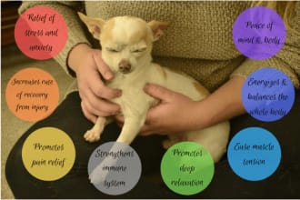 send powerful pet distant reiki healing
