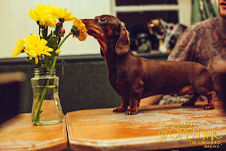 have my dog model your products