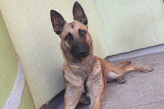 provide you with tailored dog training and obedience tips