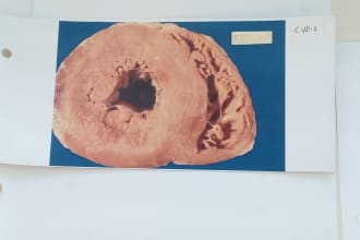 provide the best pathology papers