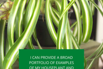 write a 1000 word article about houseplants or gardening