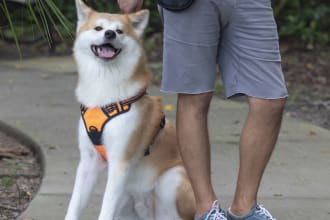 do professional lifestyle photo with pets  for your products