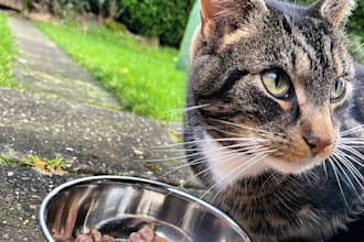 do a psychic reading on your pet or animal
