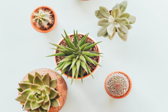 write a gardening blog with tried and tested tips