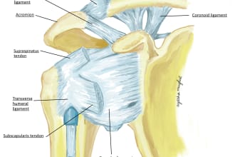draw realistic medical dental and scientific illustrations