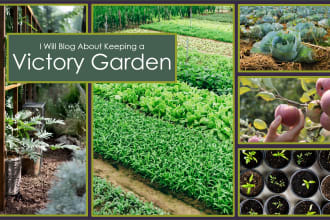 blog about creating an edible food garden, SEO included