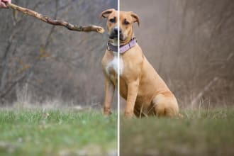 edit your dog, animal or wildlife photography