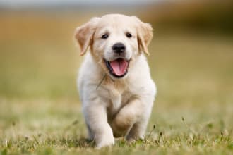 give you ebook dog care, training for newbies