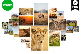 create amazing photo collage within 24hr