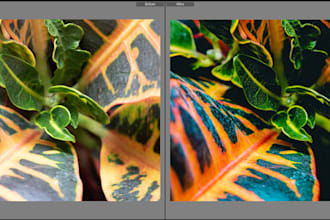 edit your photos in adobe lightroom