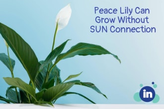 be your linkedin profile optimizer and content creator