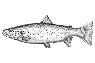 draw animal, fish, bird hand drawn vector illustrations
