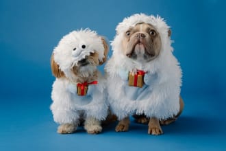 write unique articles on pets