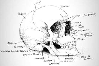 sketch realistic anatomical and biology illustrations