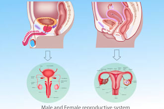 create medical illustration, anatomy and diagram for you