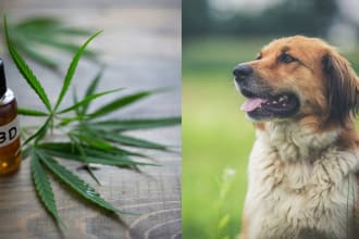 guest post on pet blogs