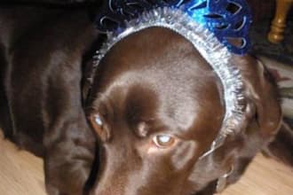 give you 83 of my high quality original royalty free stock photos of dogs buildings signs and more to use on your website blog videos etc