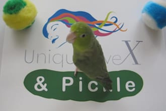 film my Bird playing around your Ad or Message