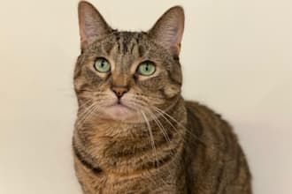 be a cat model for you