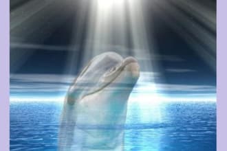 sent diamond dolphin reiki energy