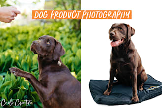 shoot pro amazon dog pet product photography labrador